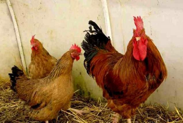 tam mayali qariwiq kend toyuqlarinin yumurtasi. en cox serbirst ve kul