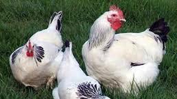 tam mayali qariwiq kend toyuqlarinin yumurtasi. en cox serbirst ve kul