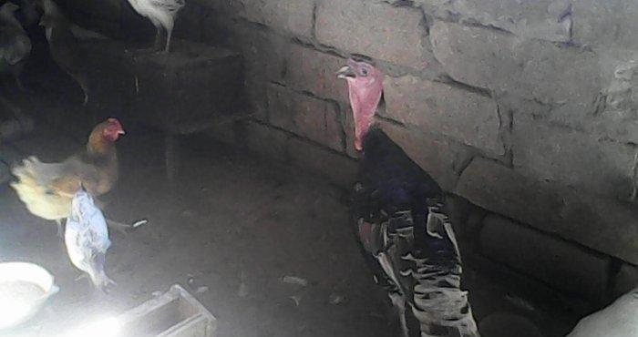 Tecili 2 cut hinduska satilir. 2 eded erkek 2 eded diwi hinduska satil