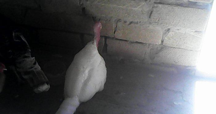 Tecili 2 cut hinduska satilir. 2 eded erkek 2 eded diwi hinduska satil