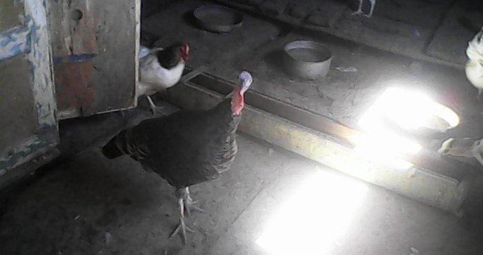 Tecili 2 cut hinduska satilir. 2 eded erkek 2 eded diwi hinduska satil