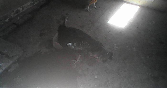 Tecili 2 cut hinduska satilir. 2 eded erkek 2 eded diwi hinduska satil