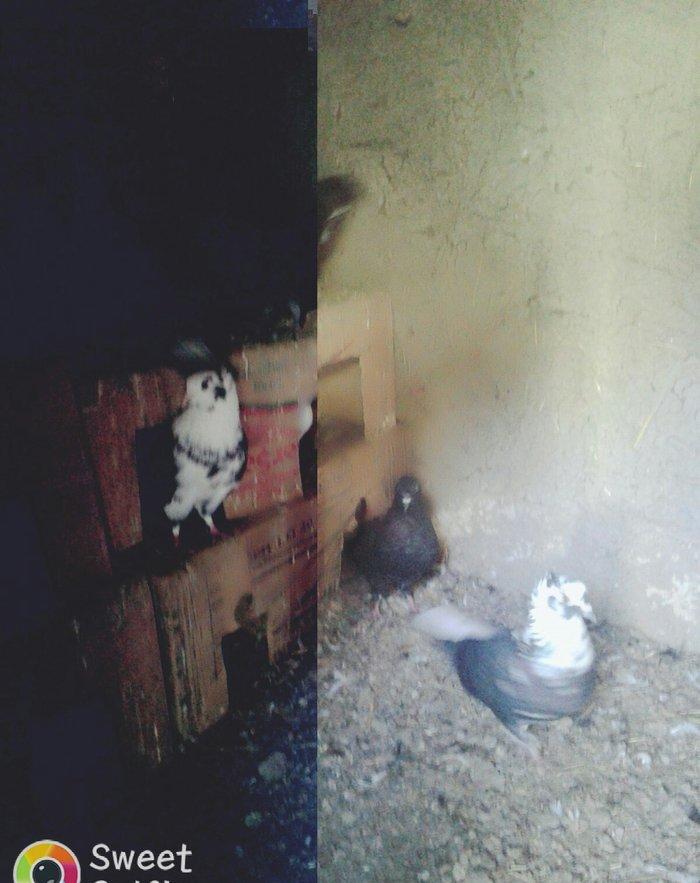 cil aq quyruq guyercin satilir qara guyercinlerde var hamisi bulut quw