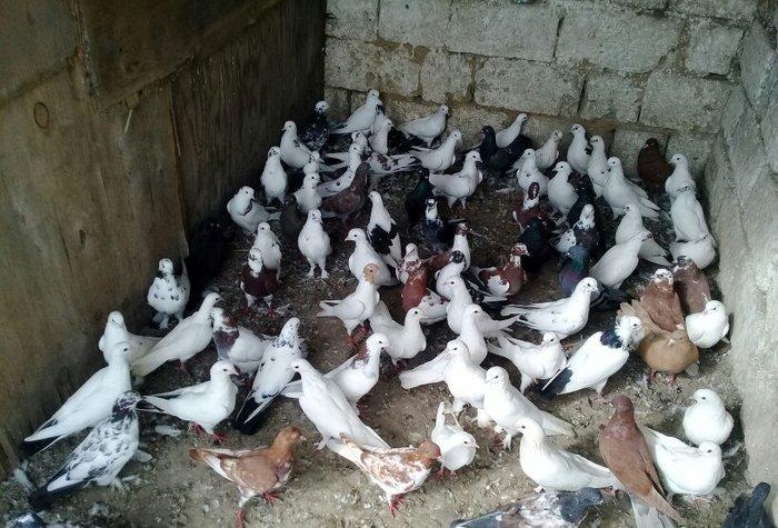 80 dene quwdu hoptavoy satiram niwanli quwlardi coxu 3 dene bedreng ol