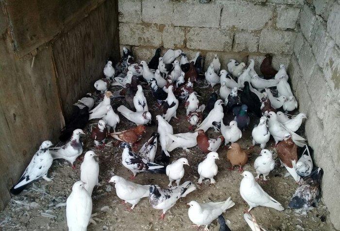 80 dene quwdu hoptavoy satiram niwanli quwlardi coxu 3 dene bedreng ol