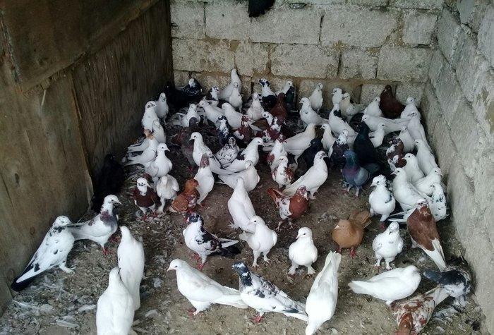 80 dene quwdu hoptavoy satiram niwanli quwlardi coxu 3 dene bedreng ol