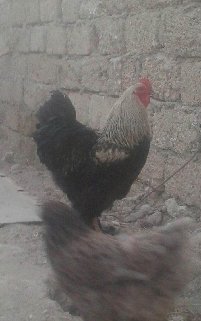 Brama xoruz sstılır  9 aylıq tam sahlam  darkın fərəsiylə bsrter edərə