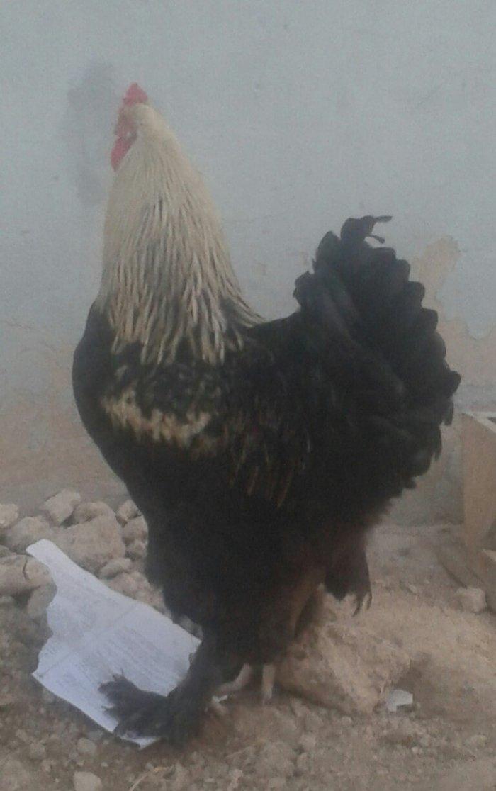 Brama xoruz sstılır  9 aylıq tam sahlam  darkın fərəsiylə bsrter edərə