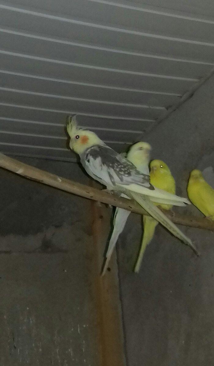 Salam  karella  dişidi  5 aylq  40 manata əmircandadl  2 cut amadin ba