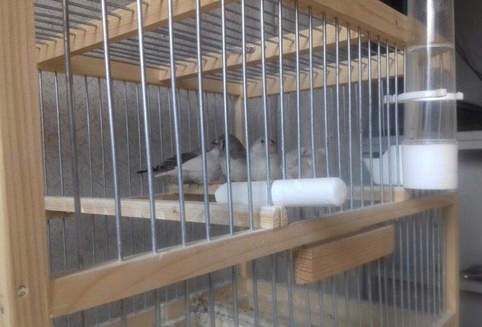 Salam  amadin  5 dənə erkək dişisi bilinmir  hələ ancaq  real alclar