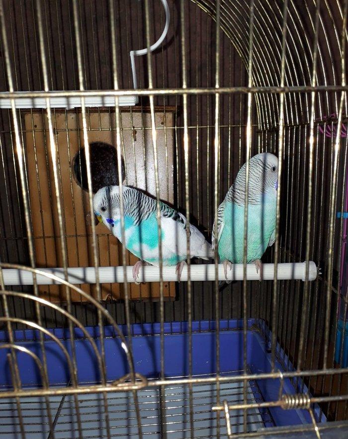 Tam saglam hazir cut papuqaylar satilir disi yuvaya girib cixir boyuk