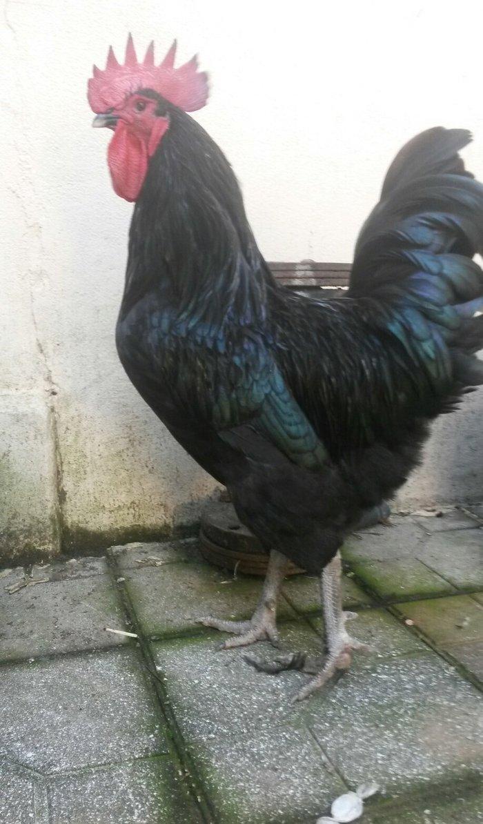 avstrolop sortlu Toyuq 50azn 1denesi real isteyen elaqe saxlasin