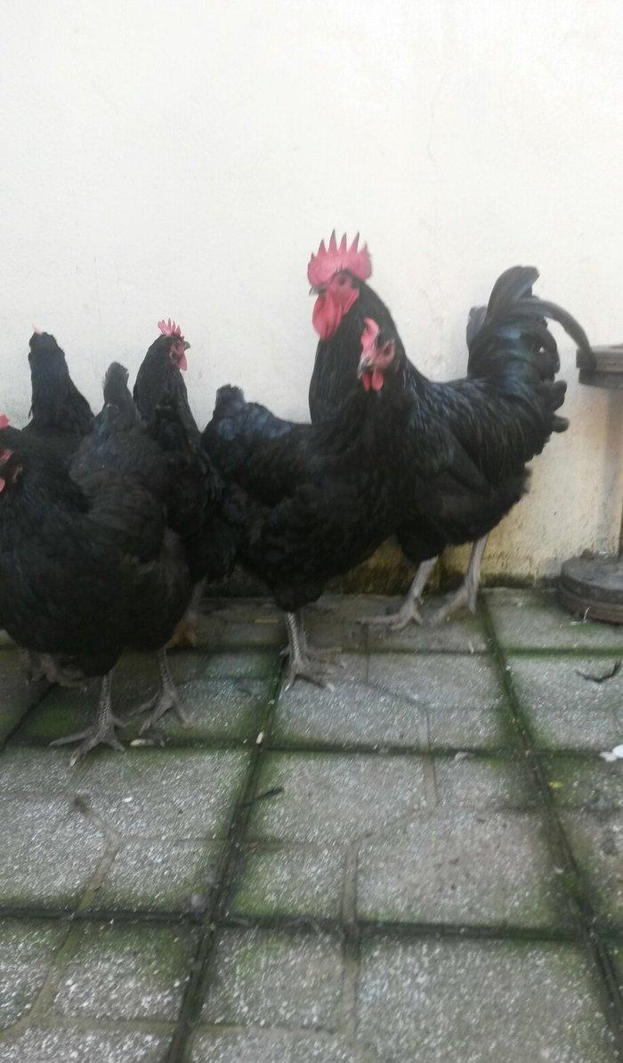 avstrolop sortlu Toyuq 50azn 1denesi real isteyen elaqe saxlasin