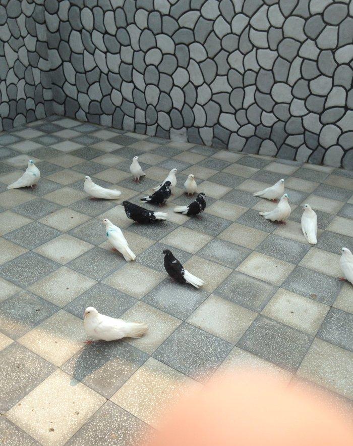 Nikolay quwlaridi 16-17 denedi biri 25 manata hamisini alan olsa qiyme