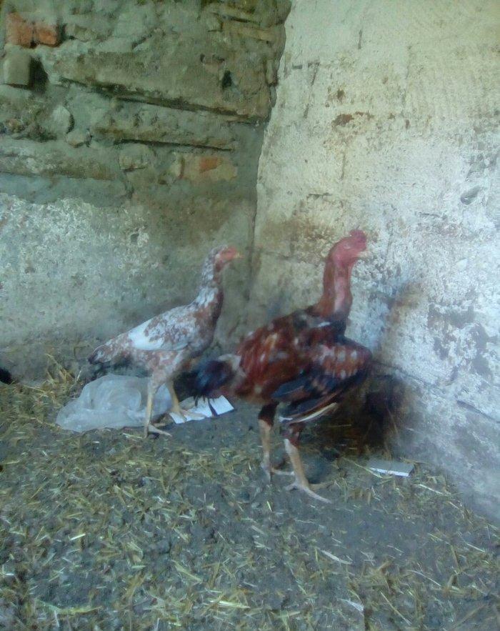 bir il bew ayliqdi super doyuwur atasi miwar anasi dowablardandi esl x