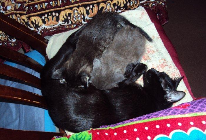отдаем кошек оптом в добрые руки! матери кошки 2 года троим котят по