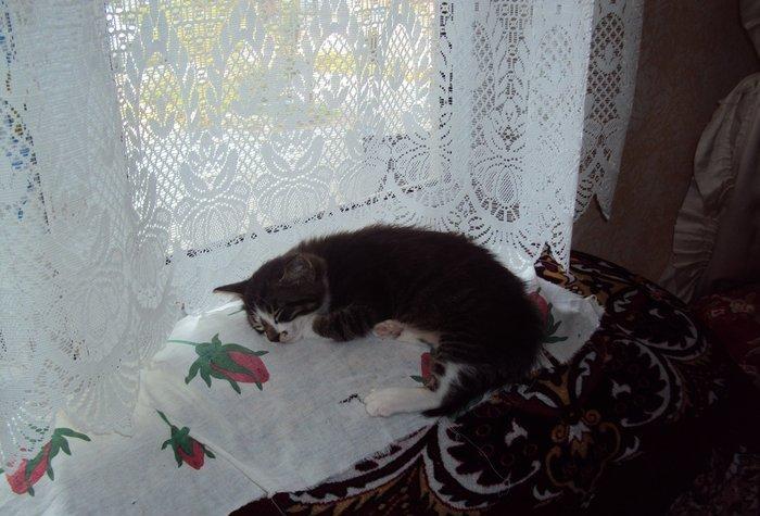 отдаем кошек оптом в добрые руки! матери кошки 2 года троим котят по