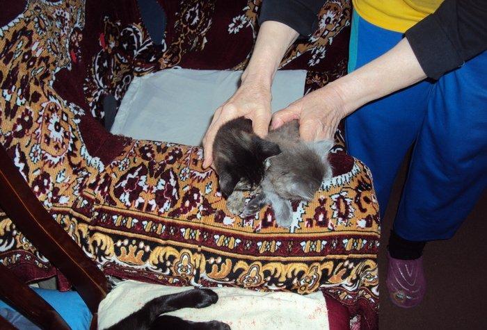 отдаем кошек оптом в добрые руки! матери кошки 2 года троим котят по
