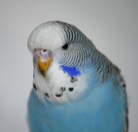 Vistavacni balasi ALIRAM