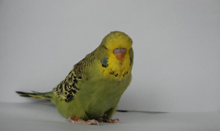 Vistavacni balasi ALIRAM