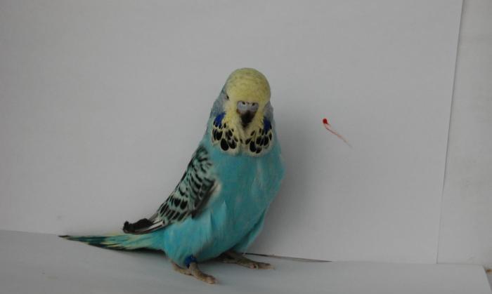 Vistavacni balasi ALIRAM