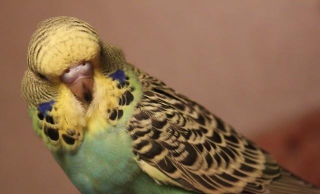 Vistavacni balasi ALIRAM