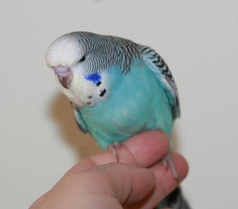 Vistavacni balasi ALIRAM