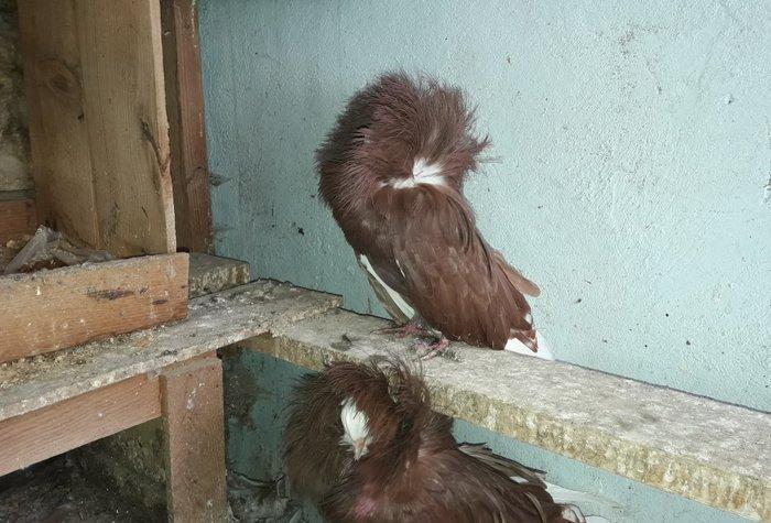 Yeke kekil yakobinler.Tam saglamdilar.Cavan quwlardi.cutduler.hal