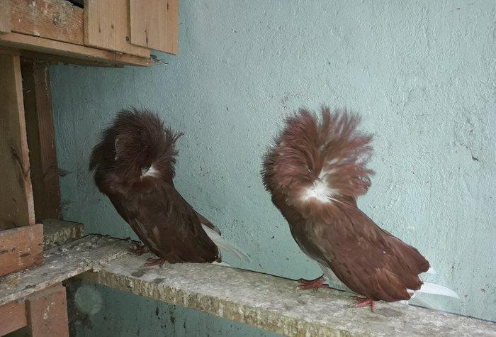 Yeke kekil yakobinler.Tam saglamdilar.Cavan quwlardi.cutduler.hal