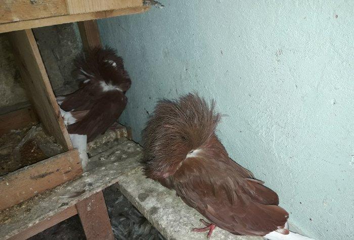 Yeke kekil yakobinler.Tam saglamdilar.Cavan quwlardi.cutduler.hal