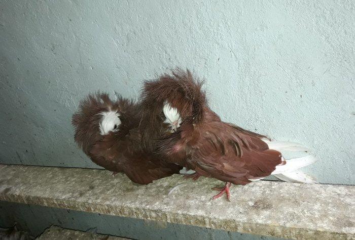 Yeke kekil yakobinler.Tam saglamdilar.Cavan quwlardi.cutduler.hal