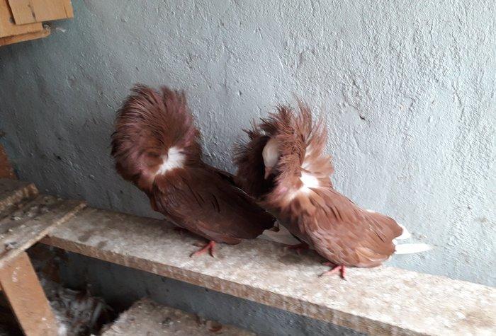 Yeke kekil yakobinler.Tam saglamdilar.Cavan quwlardi.cutduler.hal