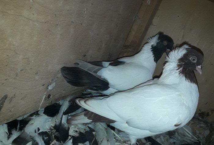 Qirmizi ve boz tund boz manax.Erkey mayadi.tam saglamdilar.boz