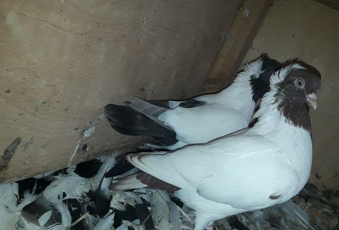 Qirmizi ve boz tund boz manax.Erkey mayadi.tam saglamdilar.boz