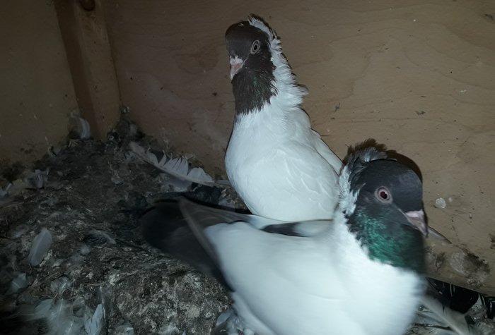 Qirmizi ve boz tund boz manax.Erkey mayadi.tam saglamdilar.boz