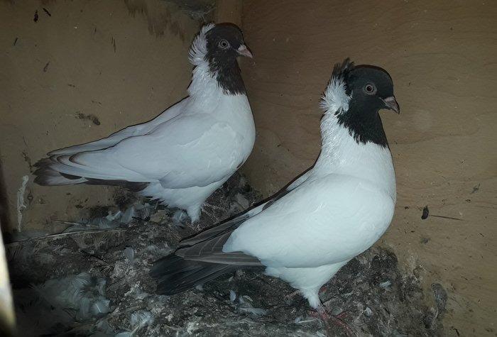 Qirmizi ve boz tund boz manax.Erkey mayadi.tam saglamdilar.boz