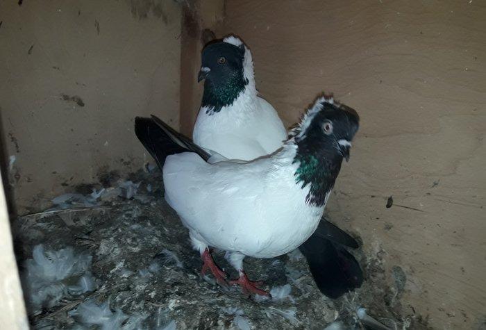 Tund goy Tam saglam manaxlar. Erkey mayadi.maya bala veren quwdu.