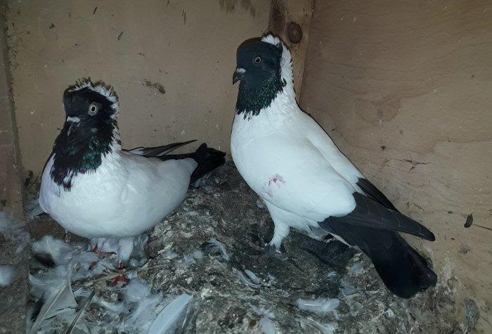 Tund goy Tam saglam manaxlar. Erkey mayadi.maya bala veren quwdu.