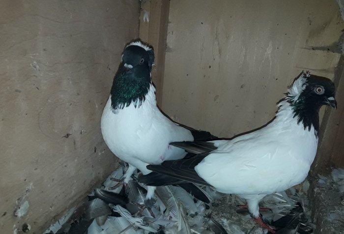 Tund goy Tam saglam manaxlar. Erkey mayadi.maya bala veren quwdu.