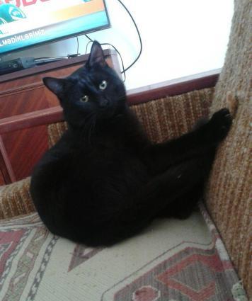 Домашний чистый здоровый мальчик (9 мес. ) - в ответственные добрые ру