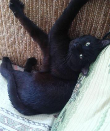 Домашний чистый здоровый мальчик (9 мес. ) - в ответственные добрые ру