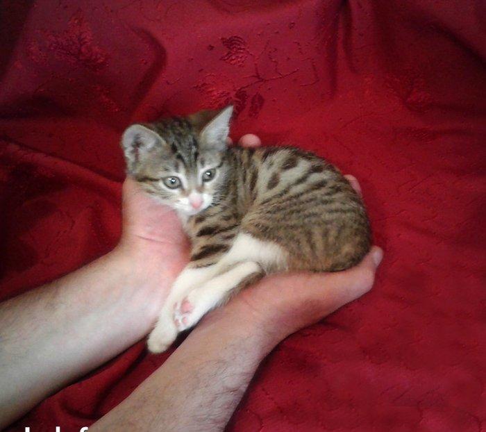 Домашняя здоровая девочка (2 мес) в надежные руки. Бесплатно. Пишите н