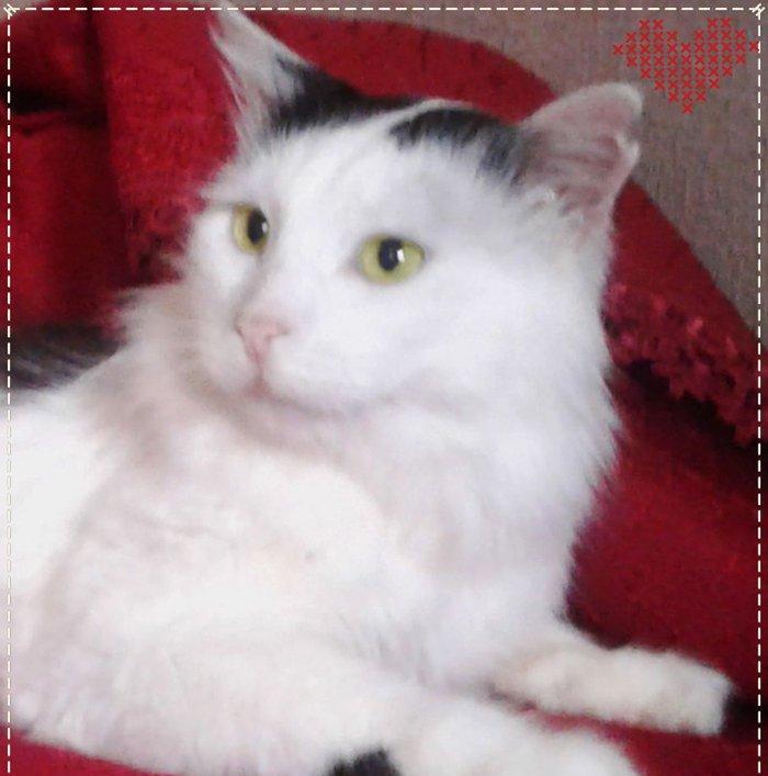 Мальчик (порода - Турецкий Ван, Кастрированный - не будеть метить, не