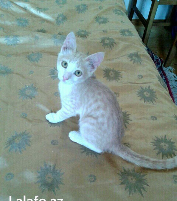 Домашний здоровый мальчик (4 мес) в надежные руки. Бесплатно. Пишите