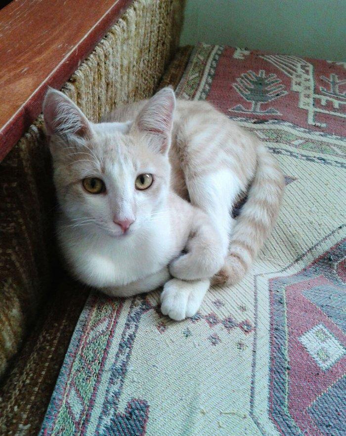 Домашний здоровый мальчик (4 мес) в надежные руки. Бесплатно. Пишите