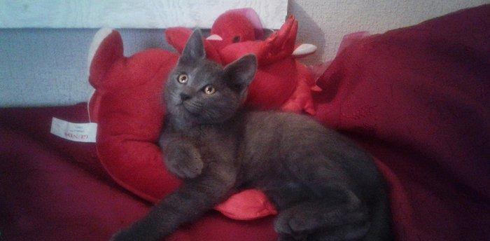 Породистый ("русская голубая") домашний здоровый мальчик (4 мес. ) - в