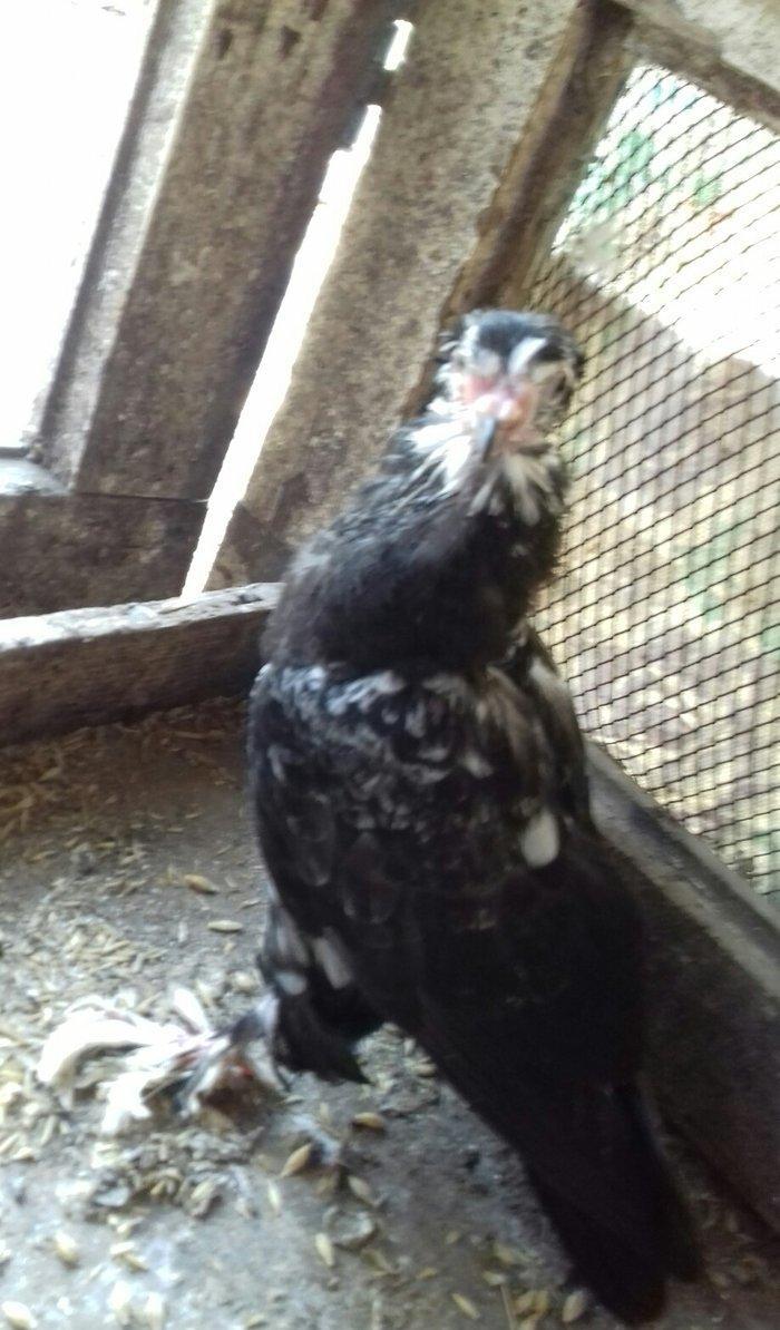 quwlar satilir 45-azn tam saqlamdilar hamisi lelekli biri badamdi biri