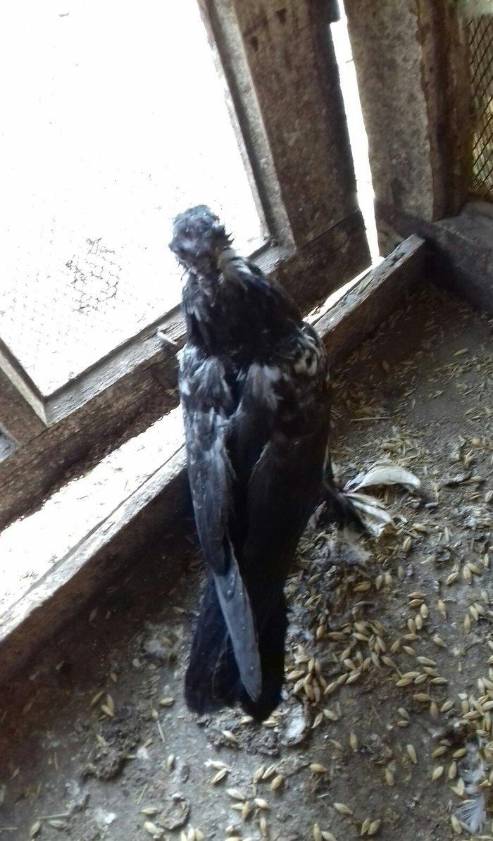 quwlar satilir 45-azn tam saqlamdilar hamisi lelekli biri badamdi biri