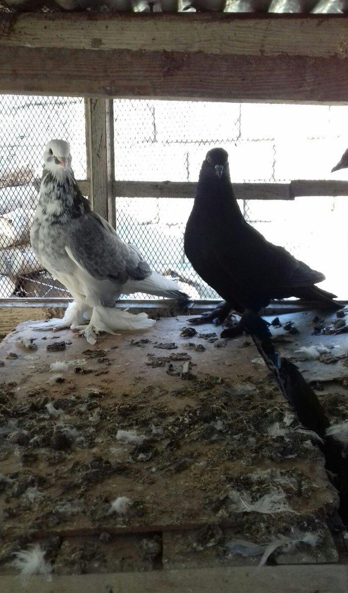 quwlar satilir 45-azn tam saqlamdilar hamisi lelekli biri badamdi biri