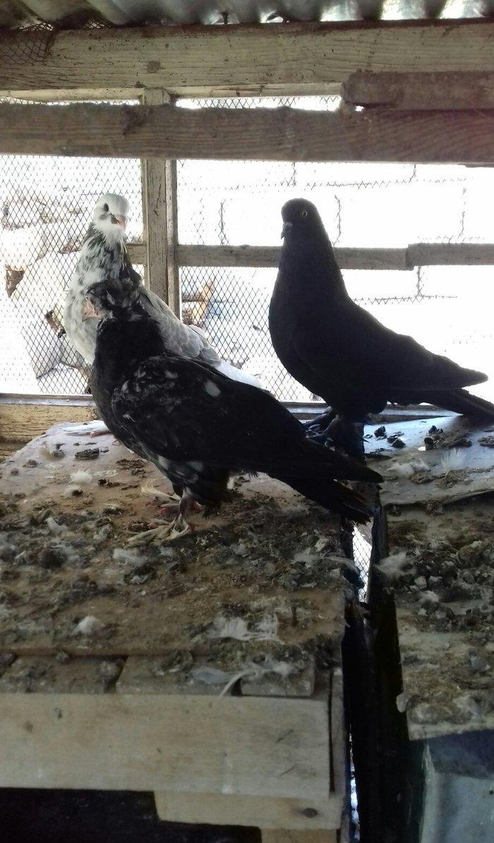 quwlar satilir 45-azn tam saqlamdilar hamisi lelekli biri badamdi biri